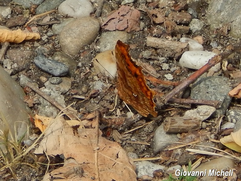 Parco del Ticino 13.6.15